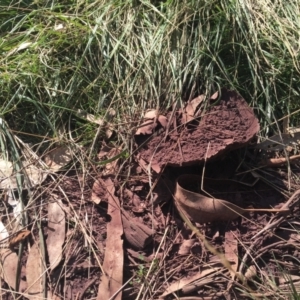 Calvatia cyathiformis at Campbell, ACT - 16 Apr 2022 12:53 PM