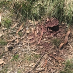 Calvatia cyathiformis at Campbell, ACT - 16 Apr 2022 12:53 PM