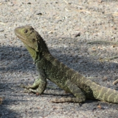 Intellagama lesueurii howittii (Gippsland Water Dragon) at Latham, ACT - 14 Feb 2022 by Christine