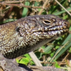 Egernia cunninghami (Cunningham's Skink) at Latham, ACT - 14 Feb 2022 by Christine