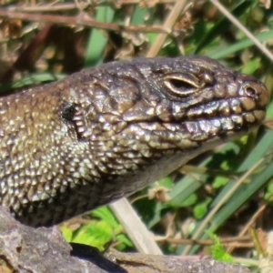 Egernia cunninghami at Latham, ACT - 15 Feb 2022 09:06 AM