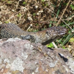 Egernia cunninghami at Latham, ACT - 15 Feb 2022 09:06 AM