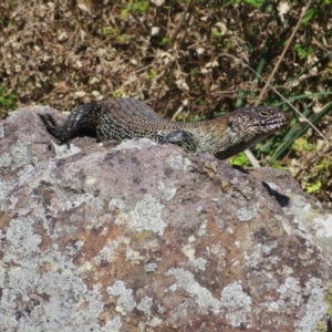 Egernia cunninghami at Latham, ACT - 15 Feb 2022 09:06 AM