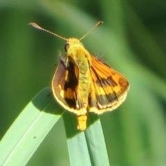 Ocybadistes walkeri (Green Grass-dart) at Macgregor, ACT - 15 Feb 2022 by Christine