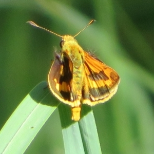 Ocybadistes walkeri at Macgregor, ACT - 15 Feb 2022 09:25 AM