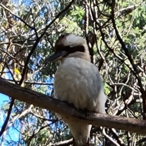 Dacelo novaeguineae at Paddys River, ACT - 20 Apr 2022