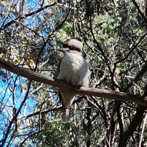 Dacelo novaeguineae at Paddys River, ACT - 20 Apr 2022