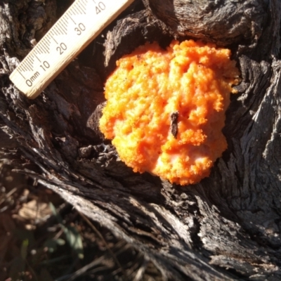 Myxomycete-plasmodium(class) (A slime mould) at Cooma North Ridge Reserve - 20 Apr 2022 by mahargiani