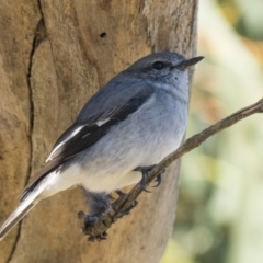 Melanodryas cucullata (Hooded Robin) at Tennent, ACT - 20 Apr 2022 by patrickcox