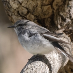 Melanodryas cucullata at Tennent, ACT - 20 Apr 2022