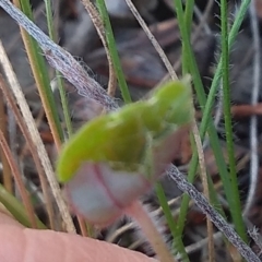 Unidentified Other Wildflower or Herb at Cooma, NSW - 20 Apr 2022 by mahargiani