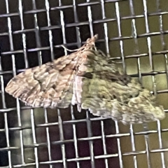 Phrissogonus laticostata (Apple looper moth) at Coopers Gully, NSW - 21 Feb 2022 by ibaird