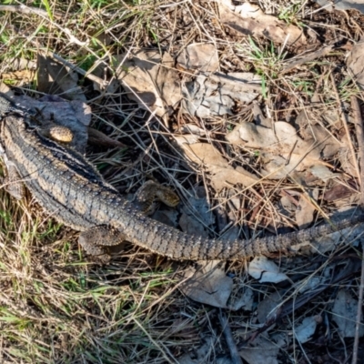 Pogona barbata (Eastern Bearded Dragon) at Wee Jasper, NSW - 20 Apr 2022 by Philip