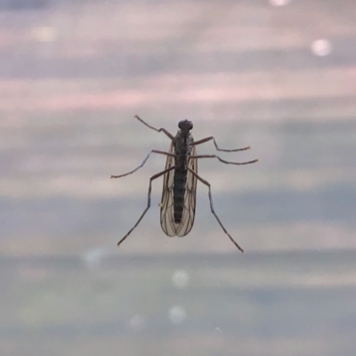 Boreoides subulatus (Wingless Soldier Fly) at Aranda, ACT - 20 Apr 2022 by KMcCue