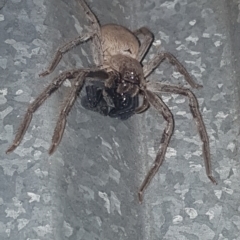 Unverified Spider at Saint Agnes, SA - 2 Sep 2020 by CrustyMud
