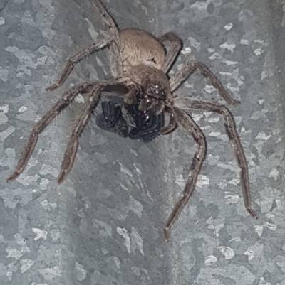 Unverified Spider at Saint Agnes, SA - 2 Sep 2020 by CrustyMud