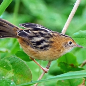 Cisticola exilis at Fyshwick, ACT - 19 Apr 2022