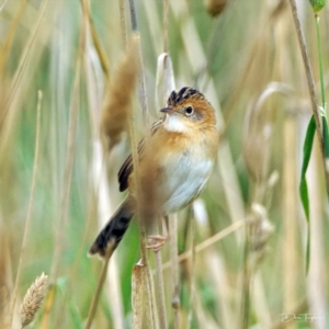 Cisticola exilis at Fyshwick, ACT - 19 Apr 2022