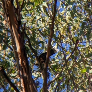 Pomatostomus temporalis at Walla Walla, NSW - 20 Apr 2022