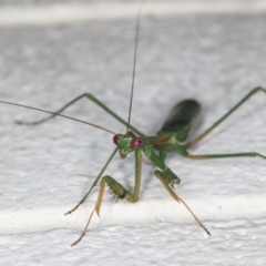 Pseudomantis albofimbriata (False garden mantis) at Melba, ACT - 11 Mar 2022 by kasiaaus