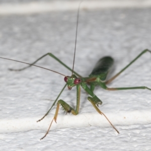 Pseudomantis albofimbriata at Melba, ACT - 11 Mar 2022