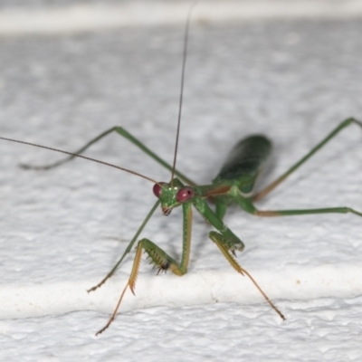 Pseudomantis albofimbriata (False garden mantis) at Melba, ACT - 11 Mar 2022 by kasiaaus