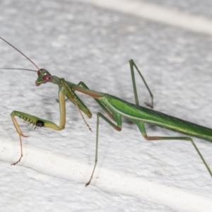 Pseudomantis albofimbriata at Melba, ACT - 11 Mar 2022