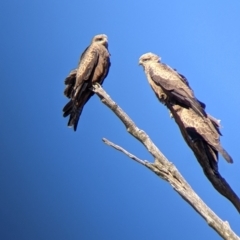 Milvus migrans (Black Kite) at Walla Walla, NSW - 19 Apr 2022 by Darcy