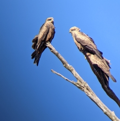 Milvus migrans (Black Kite) at Walla Walla, NSW - 20 Apr 2022 by Darcy