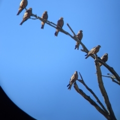 Milvus migrans at Walla Walla, NSW - 20 Apr 2022