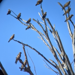 Milvus migrans at Walla Walla, NSW - 20 Apr 2022