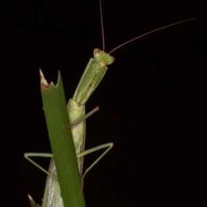 Orthodera ministralis at Melba, ACT - 11 Mar 2022