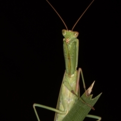 Orthodera ministralis at Melba, ACT - 11 Mar 2022