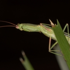 Orthodera ministralis at Melba, ACT - 11 Mar 2022