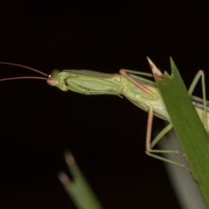 Orthodera ministralis at Melba, ACT - 11 Mar 2022