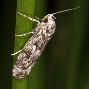 Barea (genus) at Melba, ACT - 11 Mar 2022 11:53 PM