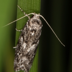 Barea (genus) at Melba, ACT - 11 Mar 2022