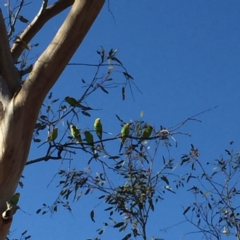 Melopsittacus undulatus (Budgerigar) at Marla, SA - 3 Oct 2016 by Darcy