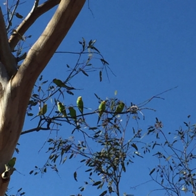 Melopsittacus undulatus (Budgerigar) at Marla, SA - 3 Oct 2016 by Darcy