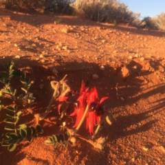 Swainsona formosa (Sturt's Desert Pea) at Lake Harris, SA - 25 Sep 2016 by Darcy