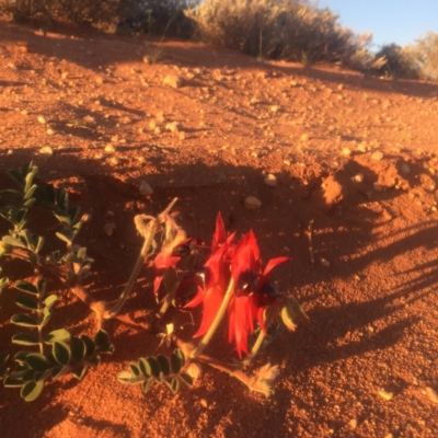 Swainsona formosa (Sturt's Desert Pea) at Lake Harris, SA - 25 Sep 2016 by Darcy