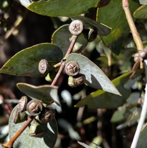 Eucalyptus cinerea subsp. cinerea at Stromlo, ACT - 20 Apr 2022 11:58 AM