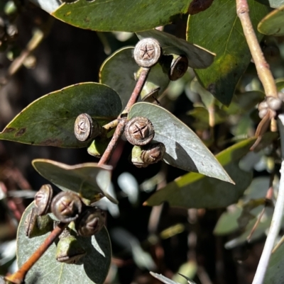 Eucalyptus cinerea subsp. cinerea (Argyle Apple) at Stromlo, ACT - 20 Apr 2022 by JimL