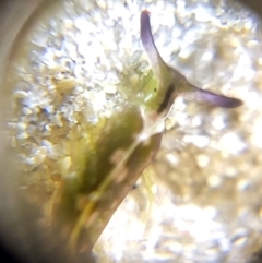 Unidentified Sea Slug, Sea Hare or Bubble Shell at Aldinga Beach, SA - 11 Feb 2018 by Harrisi