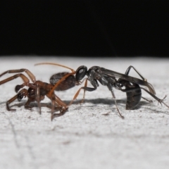 Pompilidae (family) (Unidentified Spider wasp) at ANBG - 10 Apr 2022 by TimL