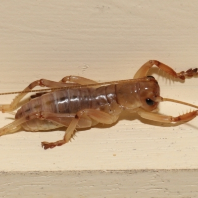 Unverified Grasshopper, Cricket or Katydid (Orthoptera) at  - suppressed by TimL