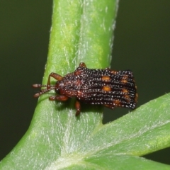 Uroplata girardi at Wellington Point, QLD - suppressed