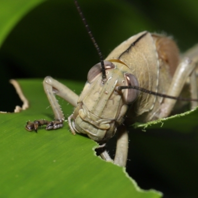 Valanga irregularis at  - suppressed by TimL