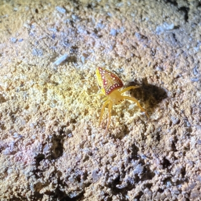 Arkys walckenaeri (Triangle spider) at Kosciuszko National Park - 15 Apr 2022 by Ned_Johnston