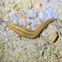 Anzoplana trilineata (A Flatworm) at Jagungal Wilderness, NSW - 15 Apr 2022 by NedJohnston
